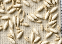 Dust Mites in New Buildings: Where These Insects Come From and How to Combat Them