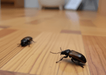 Parquet Beetles in Your Home: How to Successfully Identify and Combat the Pest! Parquet Beetles in Your Home: How to Successfully Identify and Combat the Pest!
