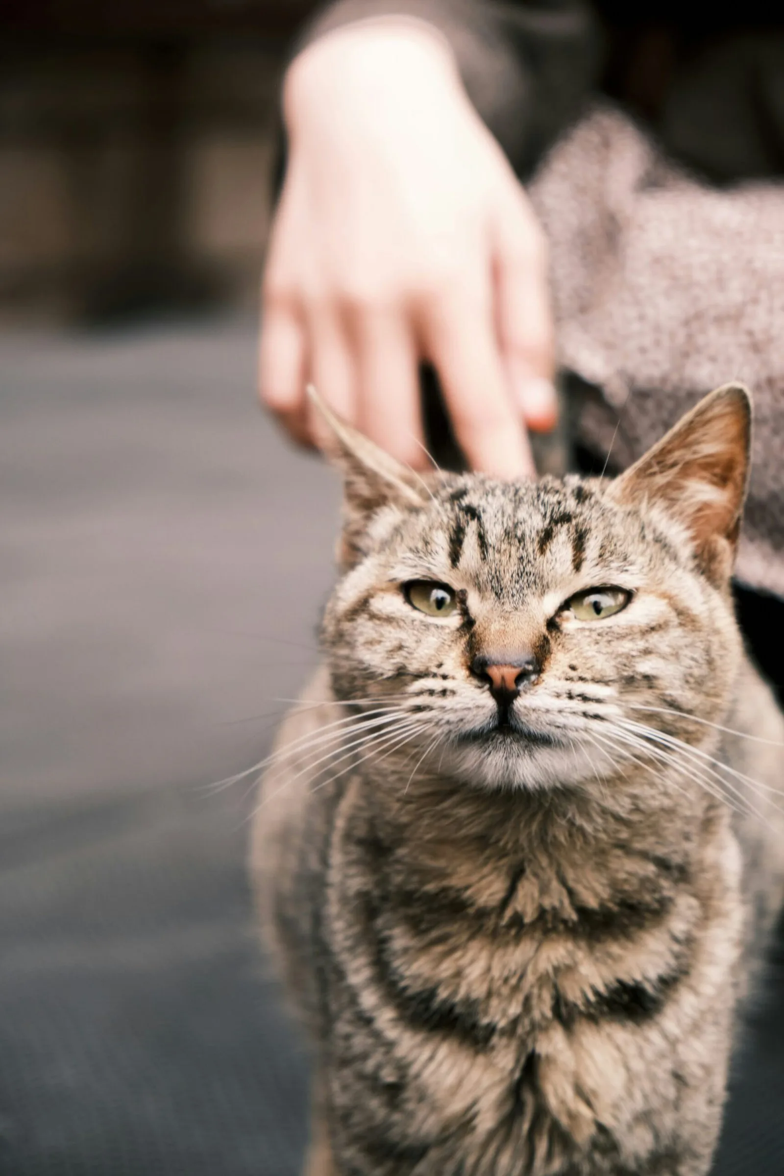 brown tabby cat on white textile