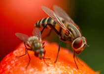 Fruit Flies in the Apartment: Which Home Remedies Help Against Small Fruit Flies at Home! Fruit Flies in the Apartment: Which Home Remedies Help Against Small Fruit Flies at Home!