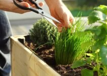 10 Chives Companion Plants for a Pest-Free Garden